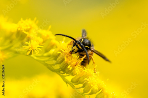 bee on yellow flower © Ingemar