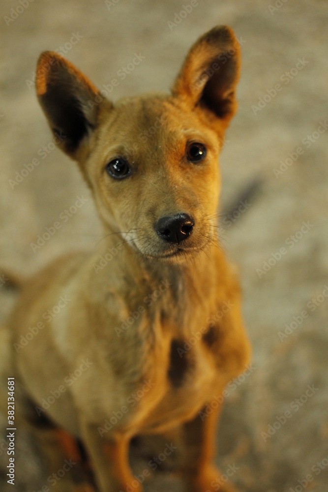 portrait of a dog portrait of a dog