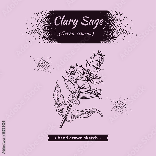 Clary sage twigs with leaves and flowers . Detailed hand-drawn sketches, vector botanical illustration.