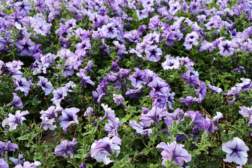 Beautiful field with delicate romantic flowers