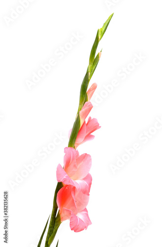 Gentle pink gladiolus or sword lily isolated on white background