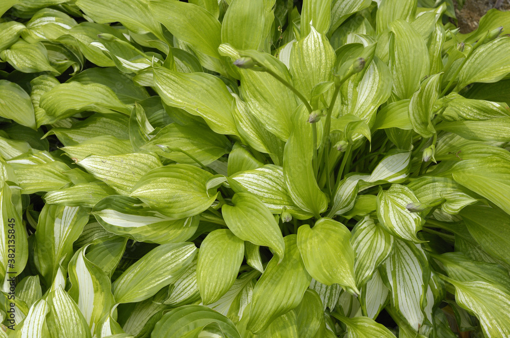 Obraz premium ギボシ