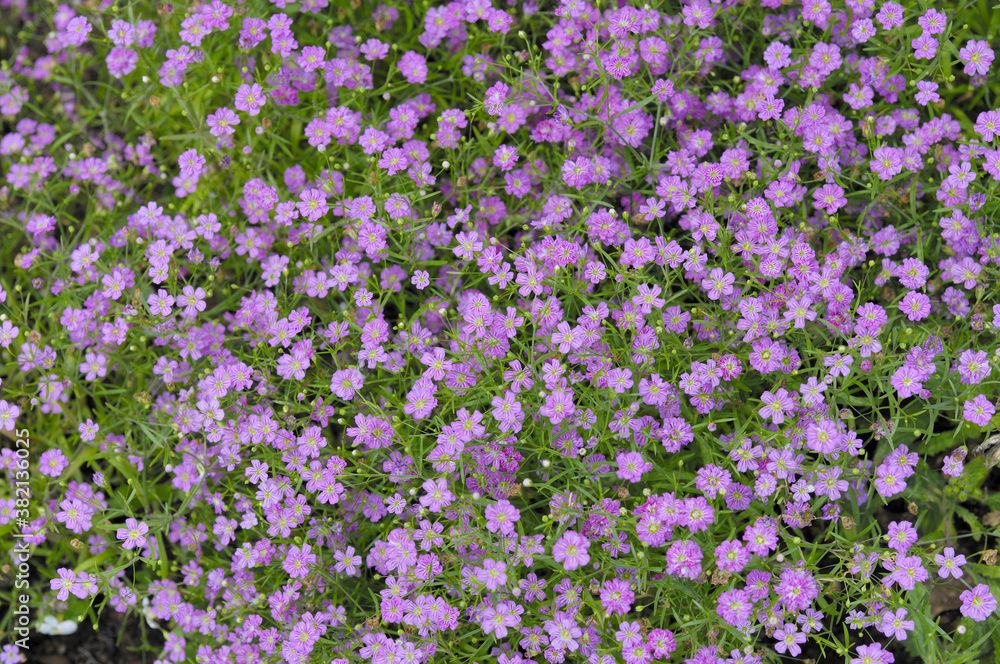 小花 小花