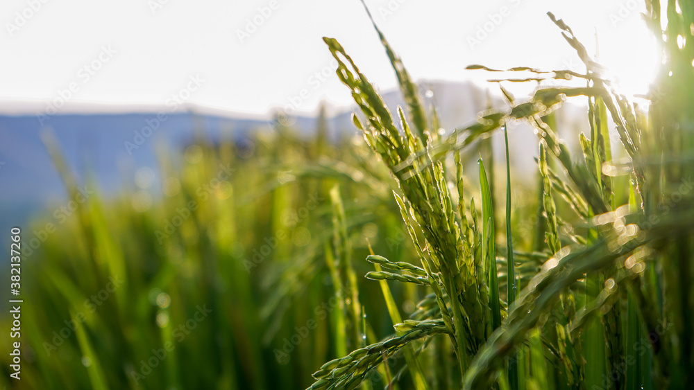 Naklejka premium Green rice in the morning