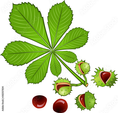 Leaves of horse chestnut tree and Conkers in shell