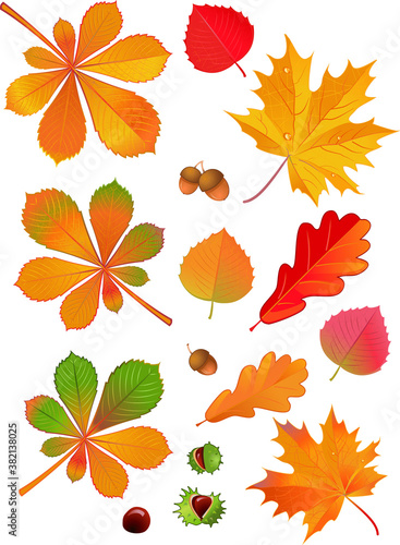 Leaves of horse chestnut tree and Conkers in shell