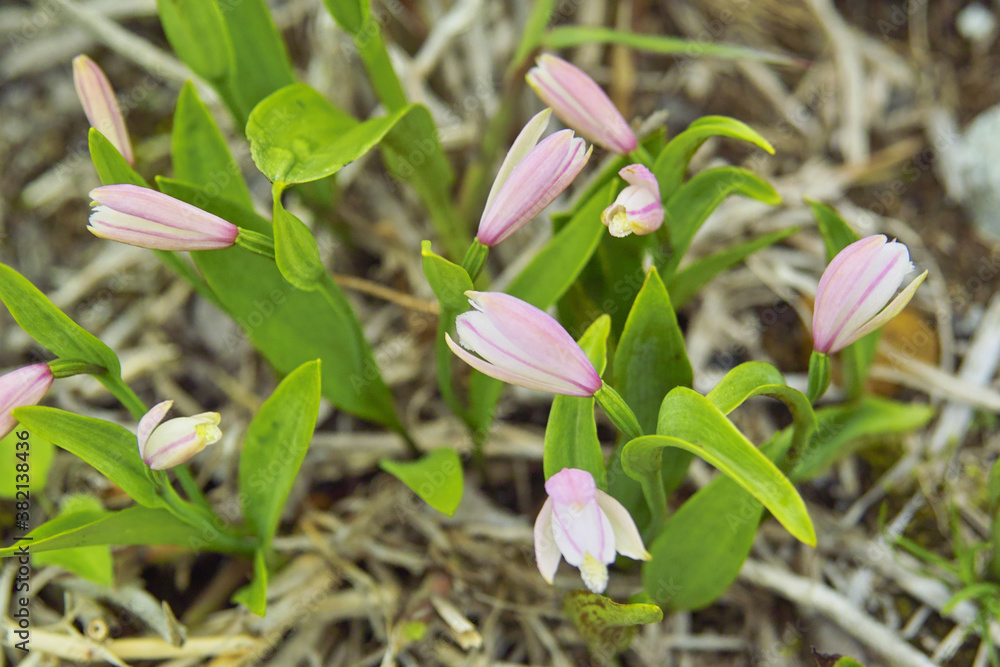 Fototapeta premium トキソウ