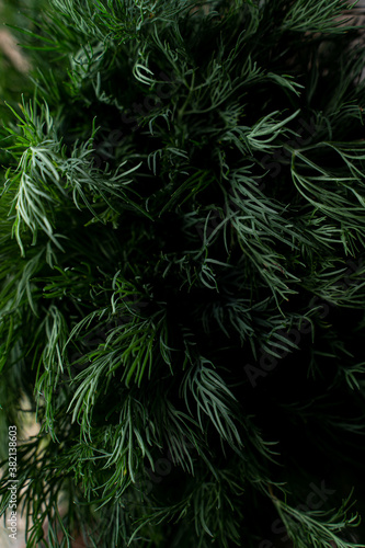 Macro shot of dill branches in artificial studio light  fresh  green photo