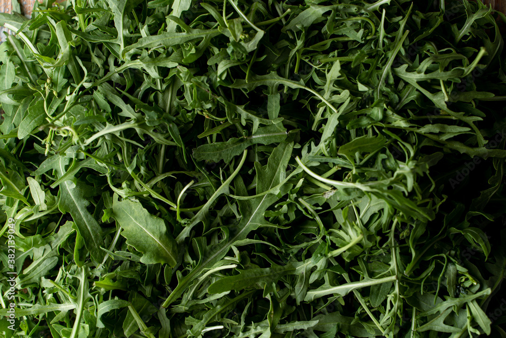 Soft green rucola greens, macro close up shot, detailed appetizing photo of rocket salad Soft green rucola greens, macro close up shot, detailed appetizing photo of rocket salad