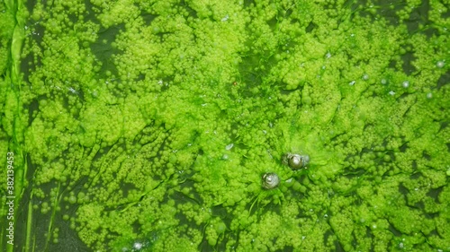 The Movement of Surface of The Bubble Moss is Gathered into a Sheet
