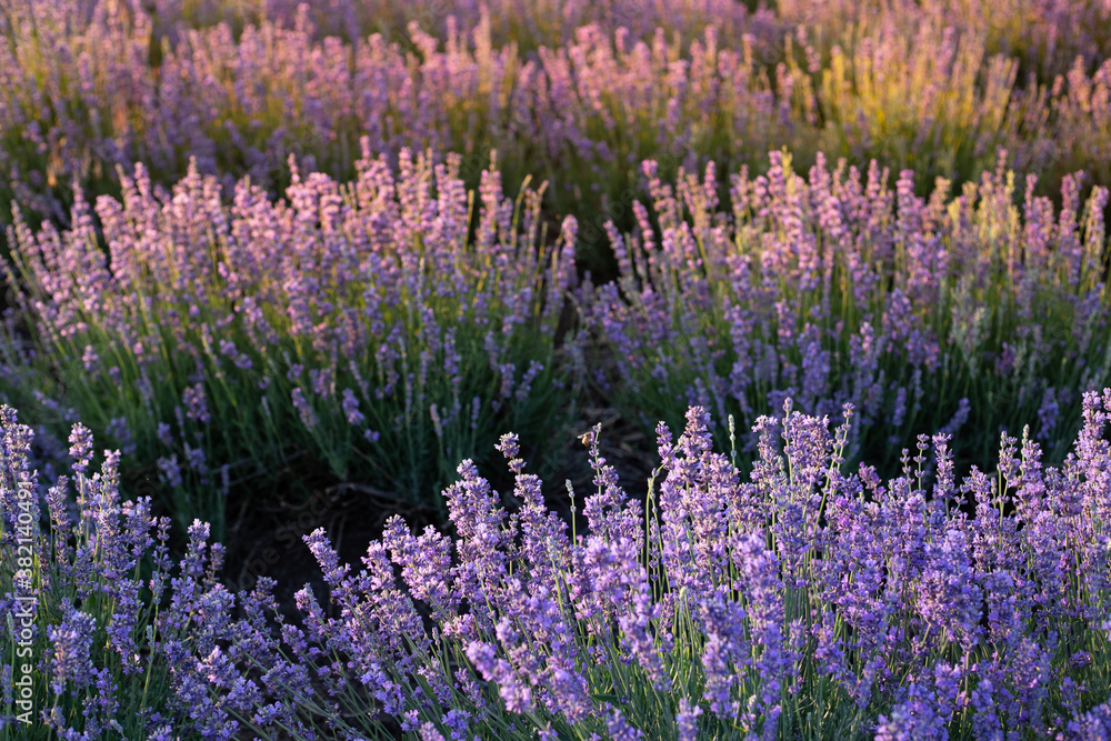 Naklejka premium Blooming violet lavender field on sunset sky.