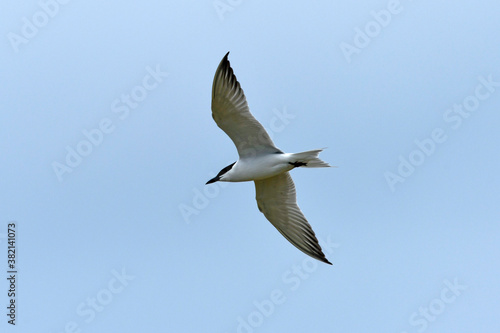 Gull-billed tern / Lachseeschwalbe (Gelochelidon nilotica) photo