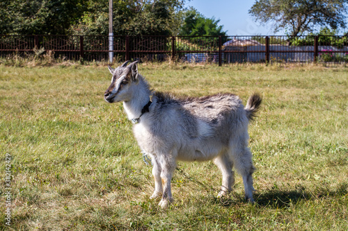 A beautiful gray goat with a rope around its neck stands on the field