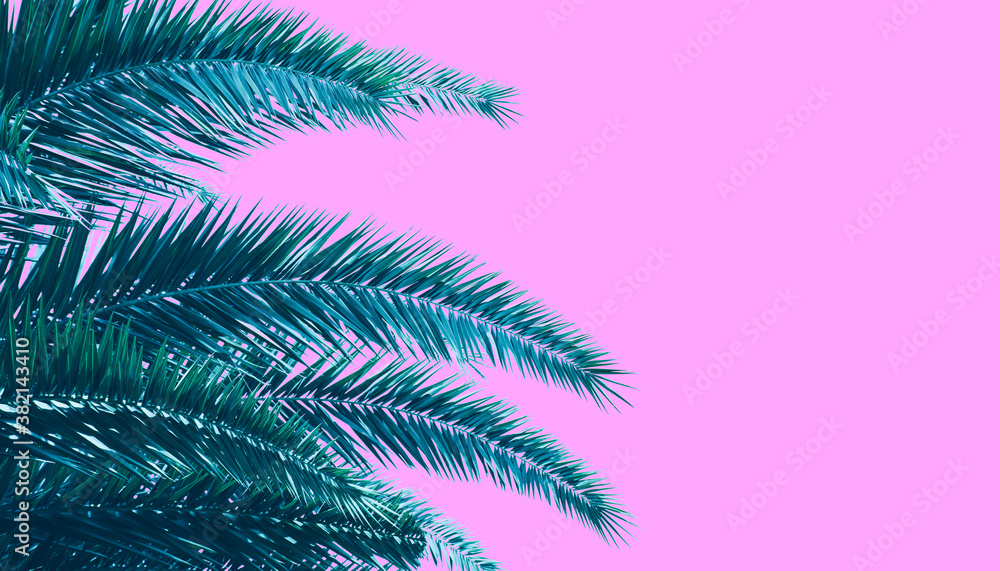 tropical palm leaves isolated on pink background, toned process tropical palm leaves isolated on pink background, toned process
