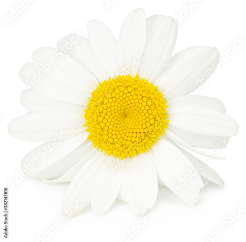 white chamomile head isolated on white background. full depth of field