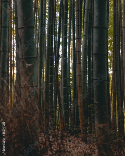 Bamboo Forrest 