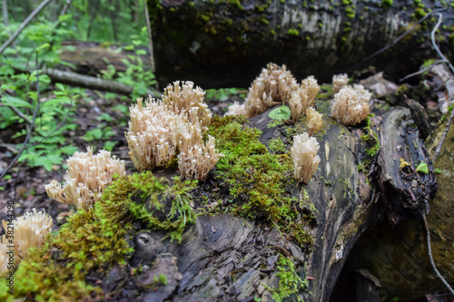 strange white ramaria mushrooms grow on moss