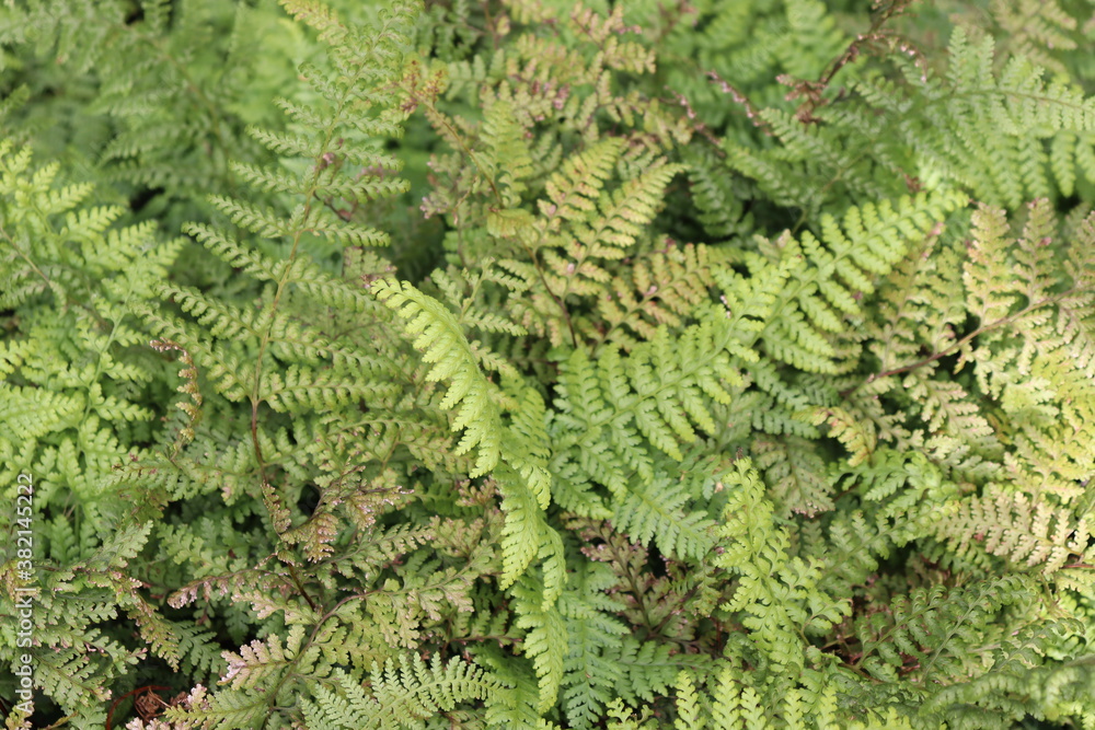 日本に生息する綺麗な植物 日本に生息する綺麗な植物
