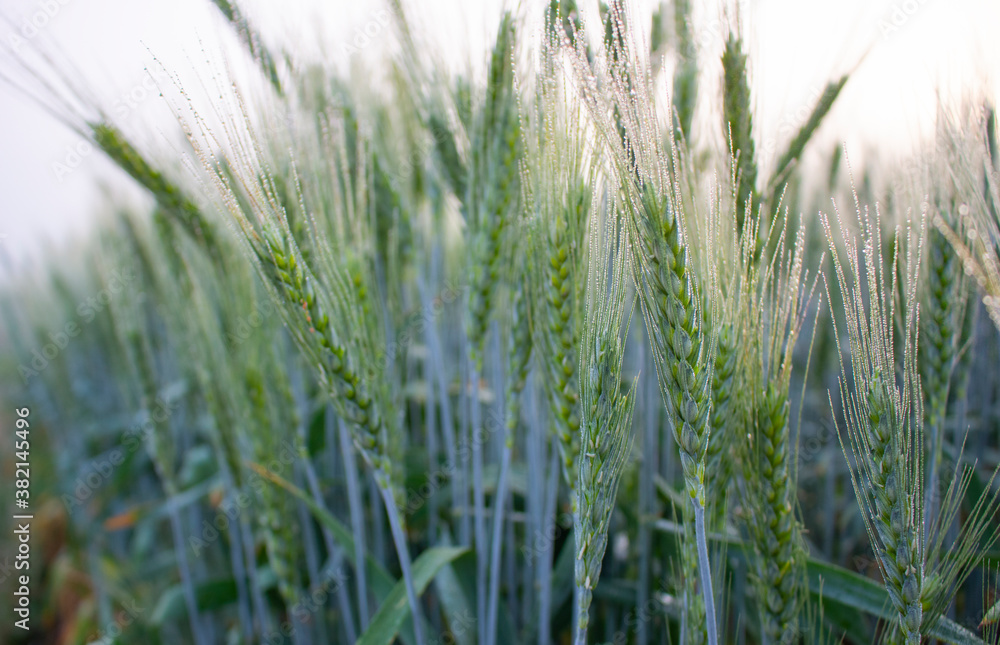 Young green spikelets of barley on the field covered with morning dew