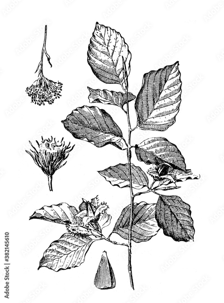 Fagus sylvatica  or Beech mast tree / Antique engraved illustration from from La Rousse XX Sciele	