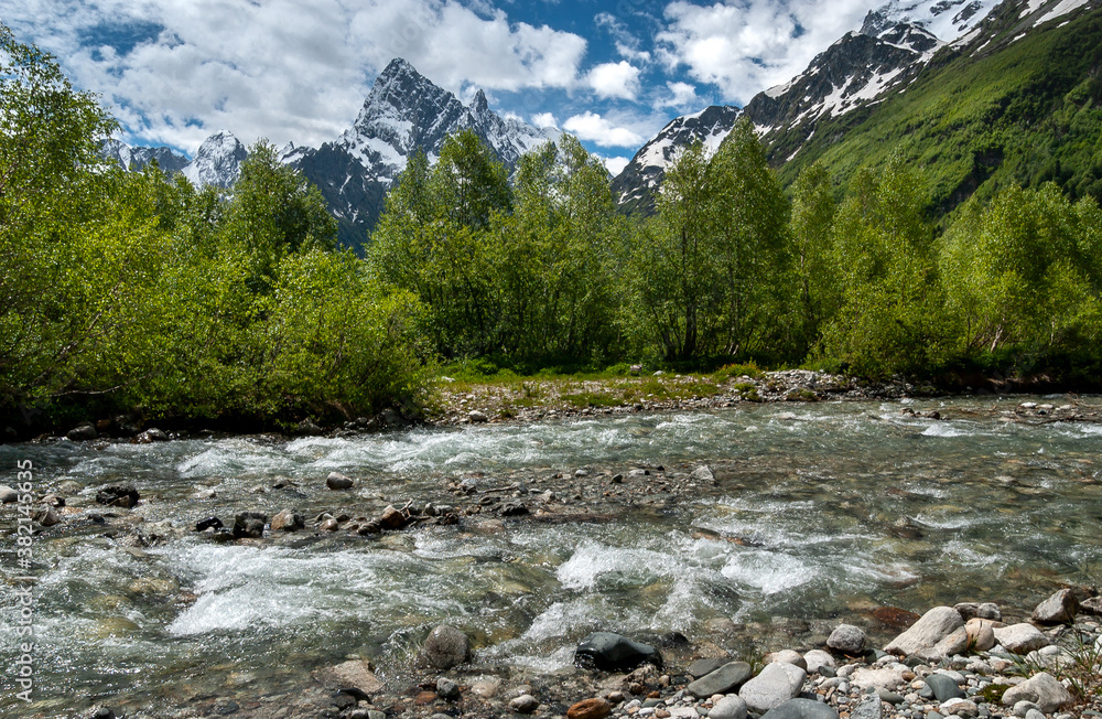 Green stormy waterof a mountain river. Rocky snowy mountains and a blue cloudy sky are visible above the birches. Caucasus. Russia.