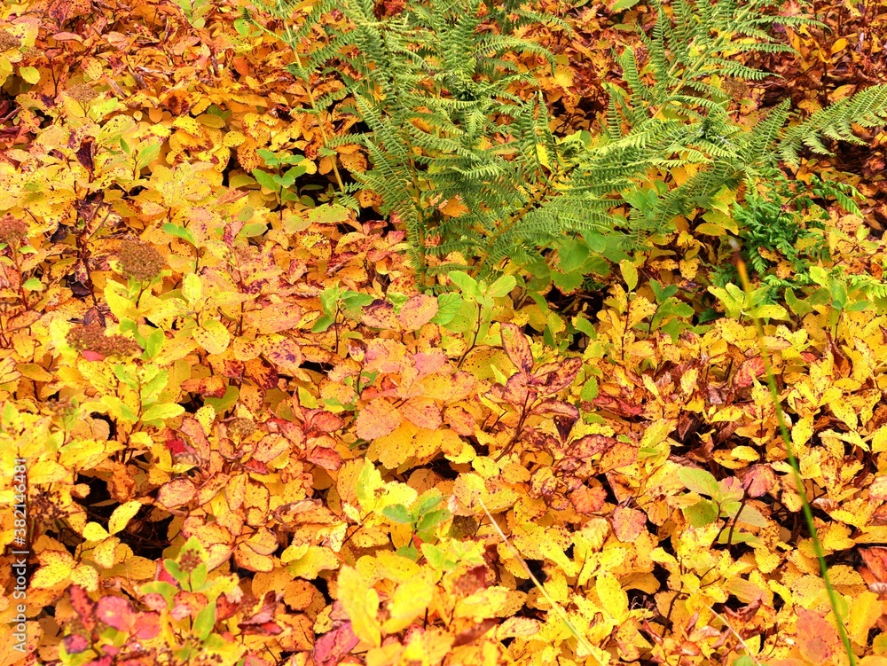 Fougère et feuillage aux couleurs d'automne Fougère et feuillage aux couleurs d'automne