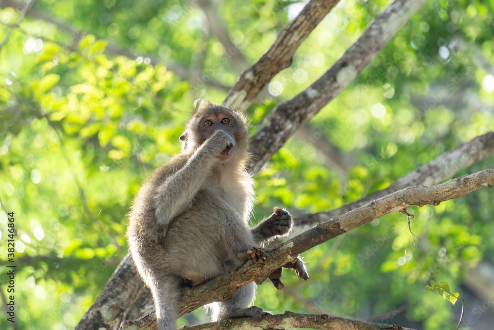 Fototapeta premium Monkey in the forest