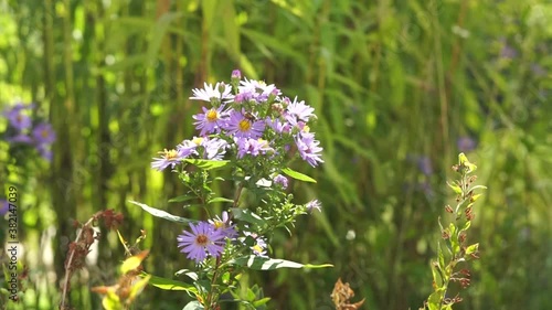 smooth blue aster photo