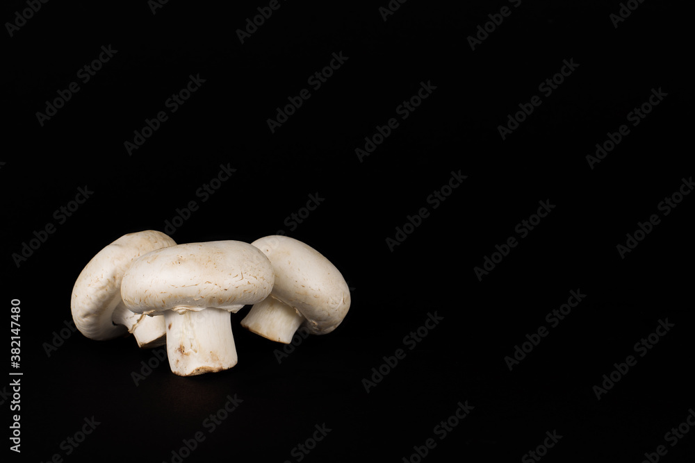 Three white mushrooms or champignon mushrooms (Agaricus bisporus) are lying on black background, showing their fleshy caps and stipes. One of the table mushrooms has a ring (annulus) on its stipe. Three white mushrooms or champignon mushrooms (Agaricus bisporus) are lying on black background, showing their fleshy caps and stipes. One of the table mushrooms has a ring (annulus) on its stipe.
