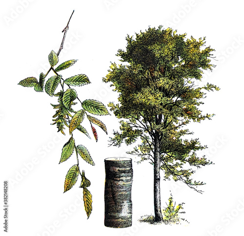 Carpinus betulus or common hornbeam tree / Antique engraved illustration from fr Fototapet