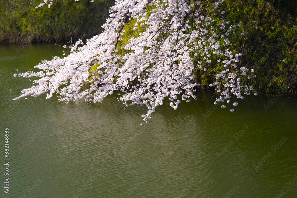 堀の桜 堀の桜