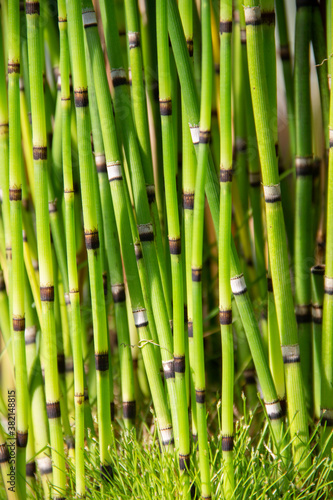 natural background of bamboo plant stems