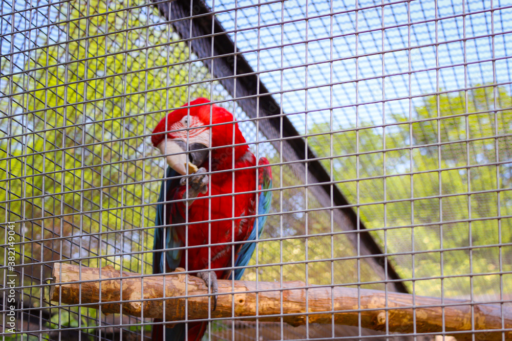 Parrot Macaw (Also Known As Ara) In A Spacious Cage At The Zoo. Photo In Selective Focus.