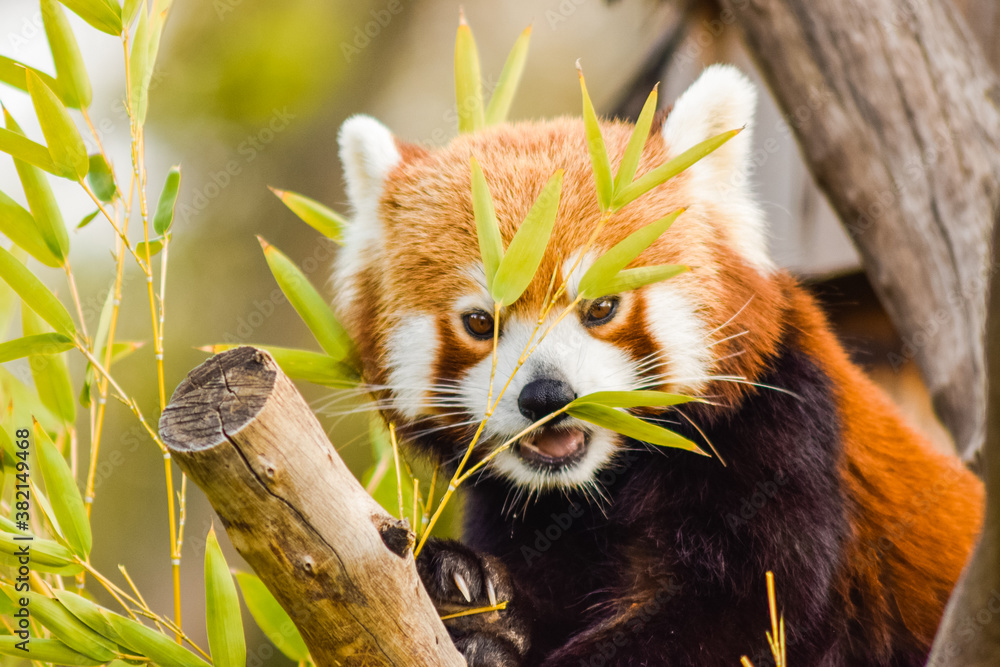 Fototapeta premium red panda eating bamboo leaves