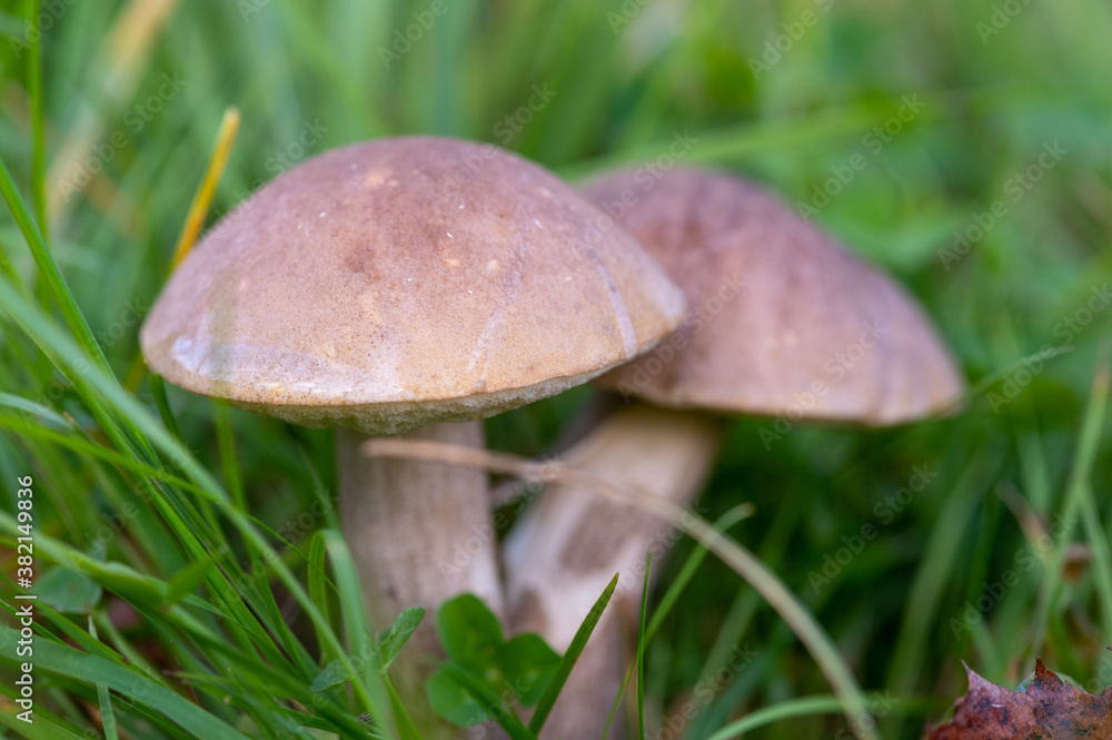 Young boletus mushrooms in green grass, close-up, selective focus. Autumn harvest, gifts of nature. Young boletus mushrooms in green grass, close-up, selective focus. Autumn harvest, gifts of nature.