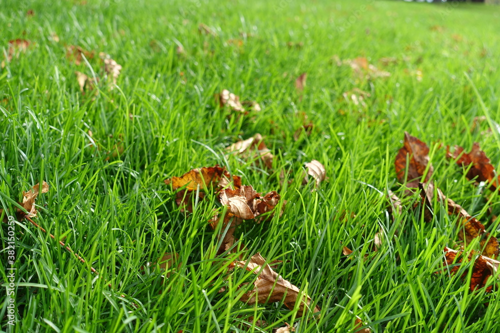 Bright green grass with brown fallen leaves of horse chestnut in October Bright green grass with brown fallen leaves of horse chestnut in October
