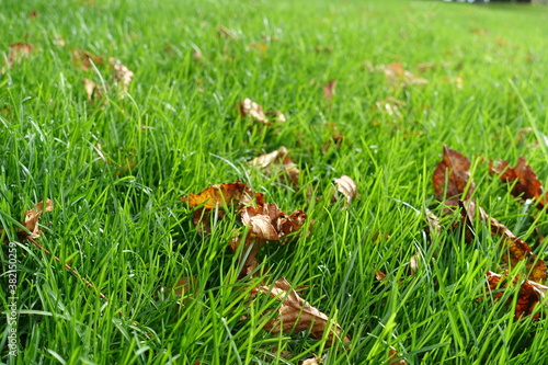 Wallpaper Mural Bright green grass with brown fallen leaves of horse chestnut in October Torontodigital.ca