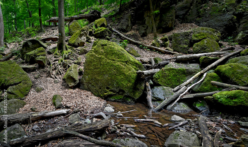 green mossy forest landscape in hungary green mossy forest landscape in hungary
