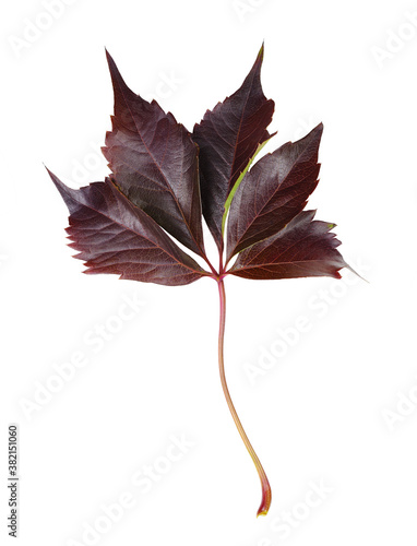 Red autumn leaf of wild gra...