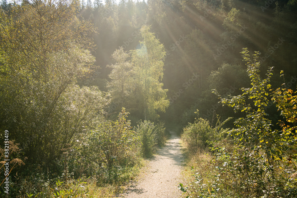 Fototapeta premium Herbstwald