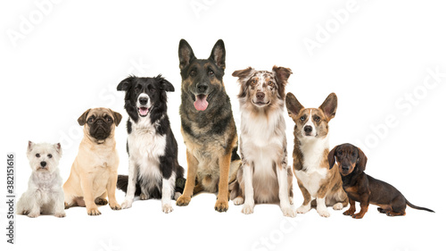 Group of different purebred dogs from small to large sitting looking at the camera on a white backgroundv © Elles Rijsdijk