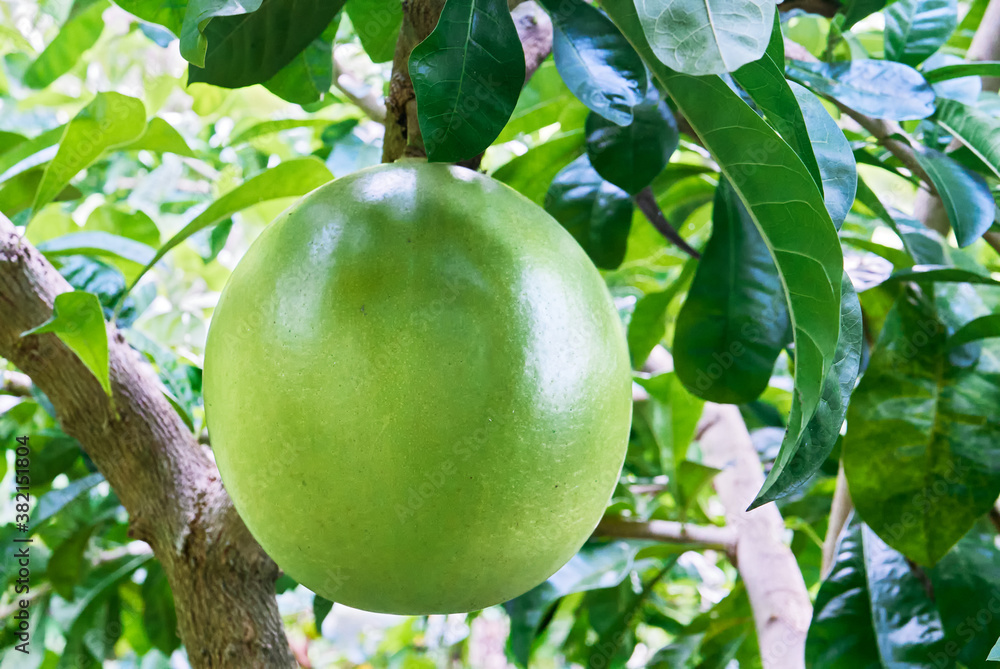 Close-up view of one green miracle fruit hanging on a calabash tree, which  is used to produce herbal juice and as medicinal remedy against illnesses  Stock Photo | Adobe Stock