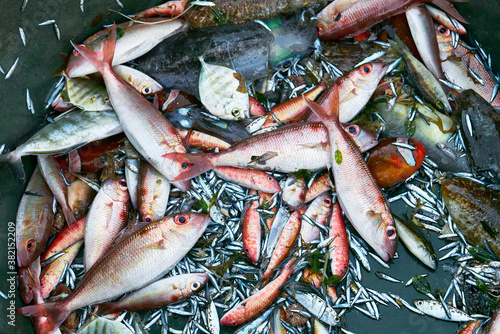 Close-up of a variety of sea water fishes like snapper, squid, sardines, the catch of the day of fishermen in Nabas, Aklan Province, Philippines