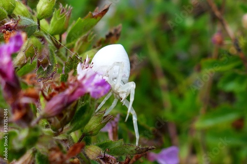 White flower crab spider (Thomisus onustus) in Serbian mountains