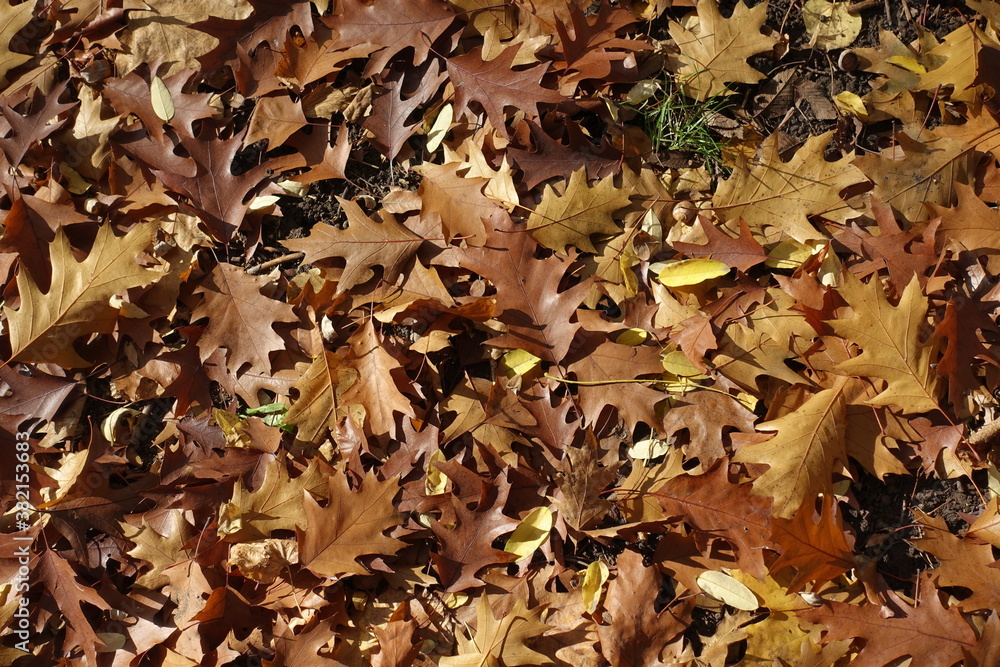 Grass covered with brown fallen leaves of red oak in October Grass covered with brown fallen leaves of red oak in October