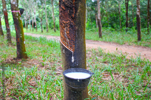 Vietnam rubber tree,Tapping latex rubber source of natural