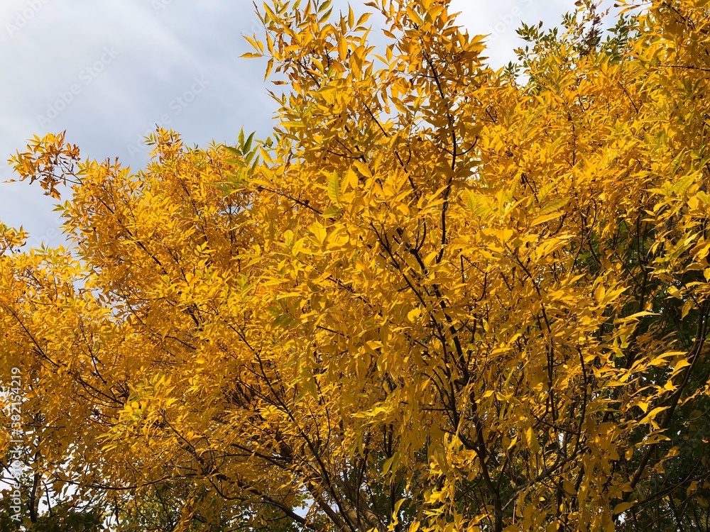 Beautiful landscape of autumn yellow trees in the Park Beautiful landscape of autumn yellow trees in the Park