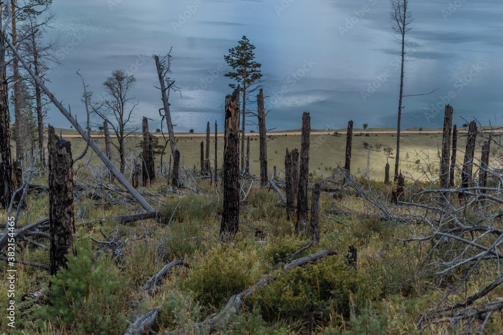 Dry dead brocken trunks stumps among felled trees after fire in green yellow grass on slope of mountain. Pine forest on coast of bay blue Baikal lake. Siberia nature landscape Dry dead brocken trunks stumps among felled trees after fire in green yellow grass on slope of mountain. Pine forest on coast of bay blue Baikal lake. Siberia nature landscape