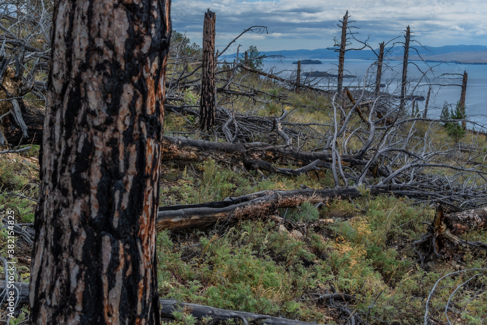 Trunk with black burnt bark among felled dead trees after fire in green yellow grass on slope of mountain. Coast of blue Baikal lake. Mountains on horizon. Siberia nature landscape Trunk with black burnt bark among felled dead trees after fire in green yellow grass on slope of mountain. Coast of blue Baikal lake. Mountains on horizon. Siberia nature landscape