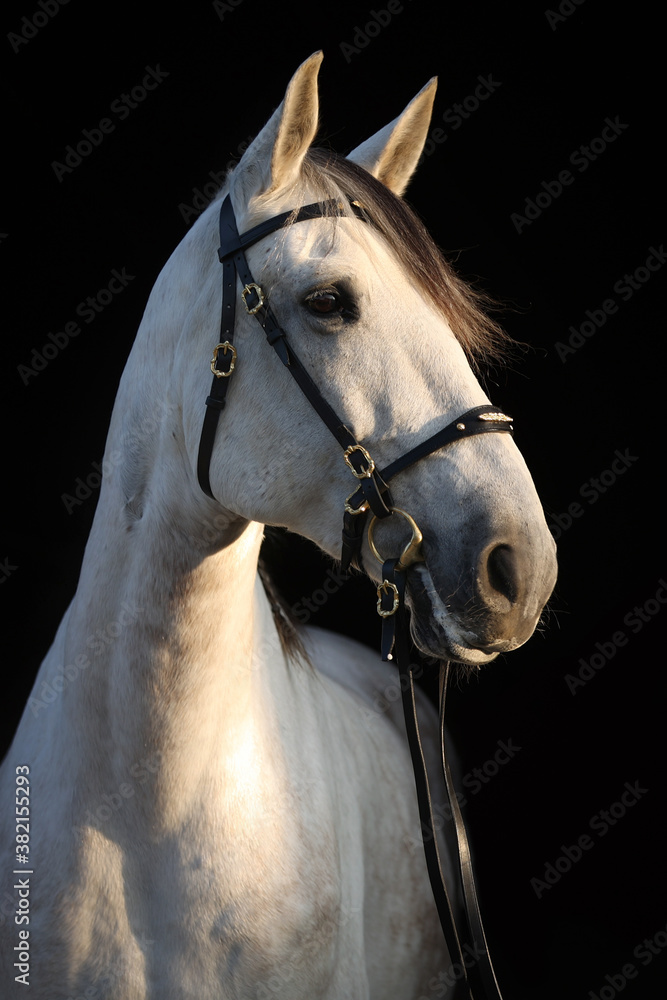 Fototapeta premium Lusitano vor dunklem Hintergrund